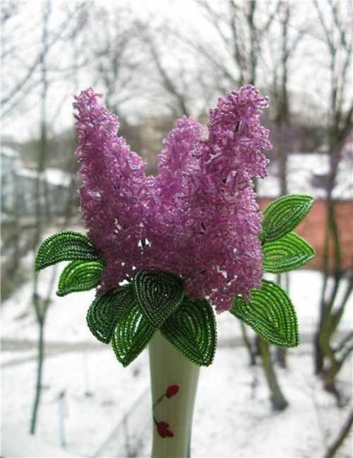цвет сирени